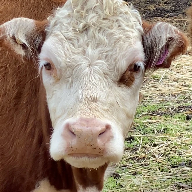 Miniature Hereford