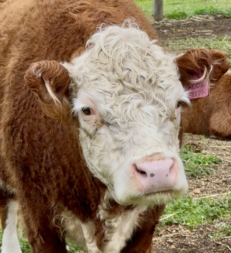 Miniature Hereford